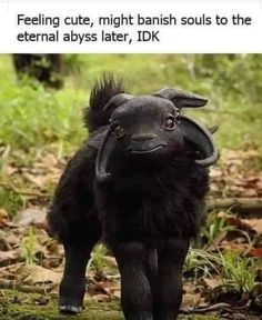 a baby black sheep standing in the grass