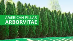 the american pillar arborivate sign is shown in front of a row of green trees