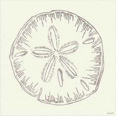 a drawing of a sand dollar on a white background