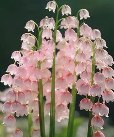 pink and white flowers with green stems in the foreground