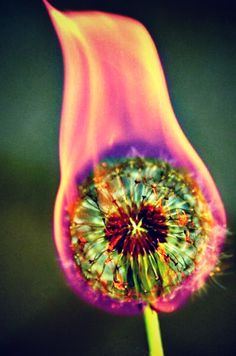 a dandelion flower with pink and blue petals on it's end is shown