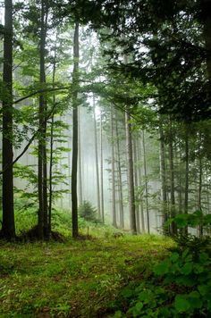 a forest filled with lots of green trees and tall grass covered in foggy mist