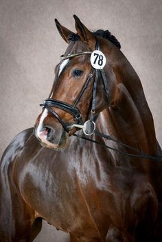 a brown horse with a number on it's head and bridle around its neck