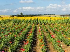 An Authentic Florida Favorite: Southern Hill Farms Sunflower Season, Pumpkins For Sale, Best Pumpkin Patches, Trip Photography, Romantic Life, Future Farms, Farm Field, Sunflower Fields, Florida Vacation