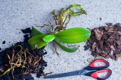 two scissors are laying on the ground next to some dirt and plants with green leaves