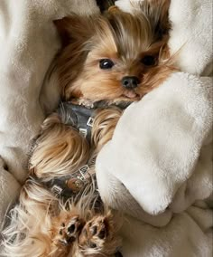 a small dog laying on top of a bed covered in white blankets and furs