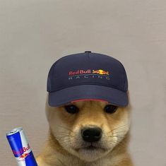 a dog wearing a red bull racing hat and holding a blue toothbrush in it's mouth