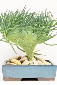 a small potted plant with rocks in it