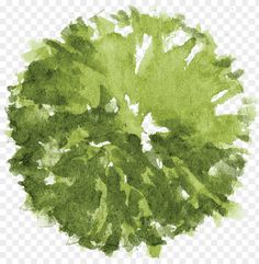 a watercolor painting of green leaves on a white background, hd png clipart