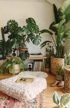 various plants and records on a shelf in a room