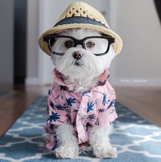 a small white dog wearing glasses and a hat