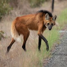 an animal that is walking on the side of the road in the grass and dirt