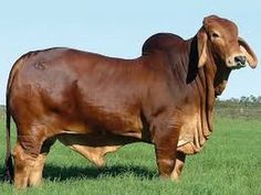 a large brown cow standing on top of a lush green field