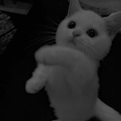 black and white photo of a cat with its paw in the air, looking at the camera