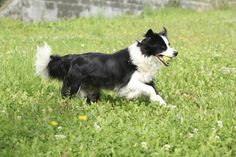 a black and white dog is running in the grass