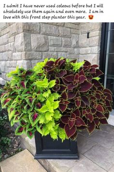 a large plant with green and red leaves in front of a brick building on the sidewalk