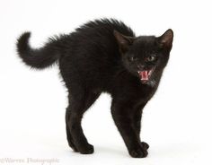 a black kitten with its mouth open and it's teeth wide open, standing in front of a white background