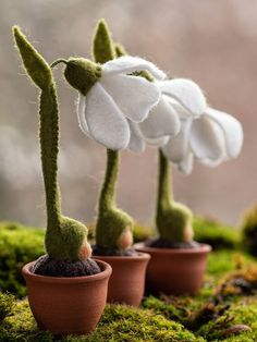 two white flowers are in small pots on the mossy ground, and one flower is growing out of it