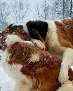 two dogs playing in the snow with eachother's face close to one another