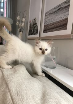 a white cat standing on top of a bed next to a glass vase with a stick in it