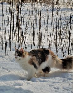 Calico Cat Therian, Calico Cat Hair, Calico Cat Names, Help Cat, Cat Information, Cat Merch, Paws Cat, Cat Tips, Calico Cats