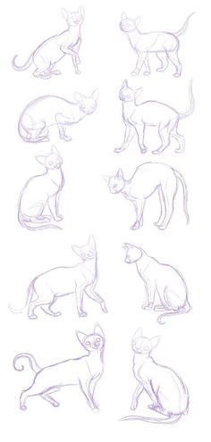 some cats that are sitting and standing in different positions on a white background, each with their own cat's tail curled up