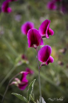 purple flowers are blooming in the field