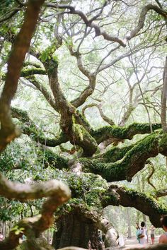 people are standing under the branches of an old tree with moss growing all over it