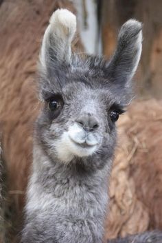 an alpaca is looking at the camera