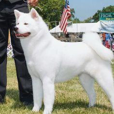 a white dog standing on top of a lush green field next to a man in black pants