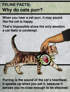 a cat is being petted by a person with the caption, feline fact why do cats purr?