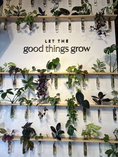 plants are growing in glass vases on the wall above a sign that says, let the good things grow