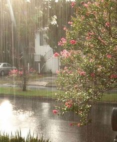 the sun shines brightly through an open window on a rainy day, with pink flowers in the foreground