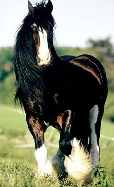 a black and white horse standing on top of a lush green field