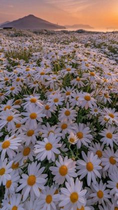 a field full of white daisies with the sun setting in the distance behind them