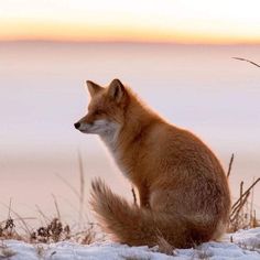 a red fox sitting in the snow at sunset