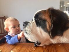 a dog and a baby sitting at a table