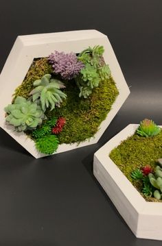 two white planters filled with plants on top of a black table next to each other