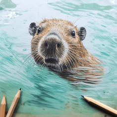 a drawing of a beaver in the water with colored pencils next to it,