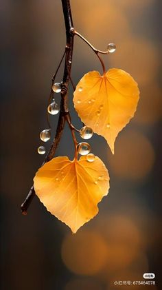 two yellow leaves with drops of water on them hanging from a branch in the sunlight