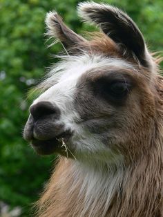 an alpaca is standing in front of some trees