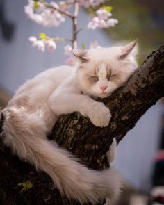 a white cat sleeping on top of a tree branch