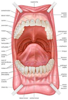 Sistem Pencernaan, Soft Palate