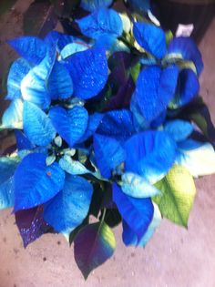 blue flowers with green leaves on the ground