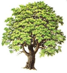 an image of a tree with green leaves