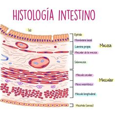 the structure of an intestinous and its major parts, including their names