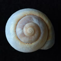 a close up view of a snail's shell