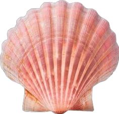 a pink shell is shown against a white background