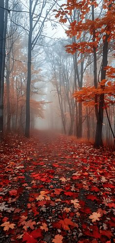 an autumn scene with leaves on the ground and fog in the air, trees lining the path