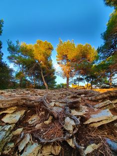 the ground is covered with tree roots and rocks, as well as trees in the background